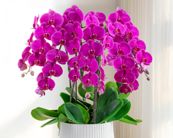 蝴蝶蘭盆栽帶花苞秋冬耐寒鲜花卉綠植物室内蘭花苗大易活四季开花