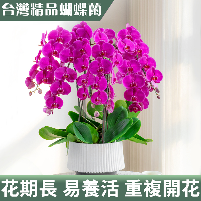蝴蝶蘭盆栽帶花苞秋冬耐寒鲜花卉綠植物室内蘭花苗大易活四季开花