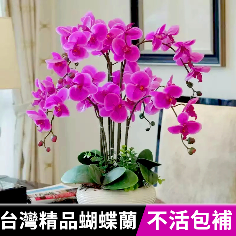 蝴蝶蘭盆栽帶花苞秋冬耐寒鲜花卉綠植物室内蘭花苗大易活四季开花