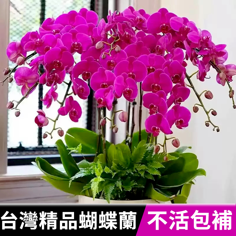 蝴蝶蘭盆栽帶花苞秋冬耐寒鲜花卉綠植物室内蘭花苗大易活四季开花