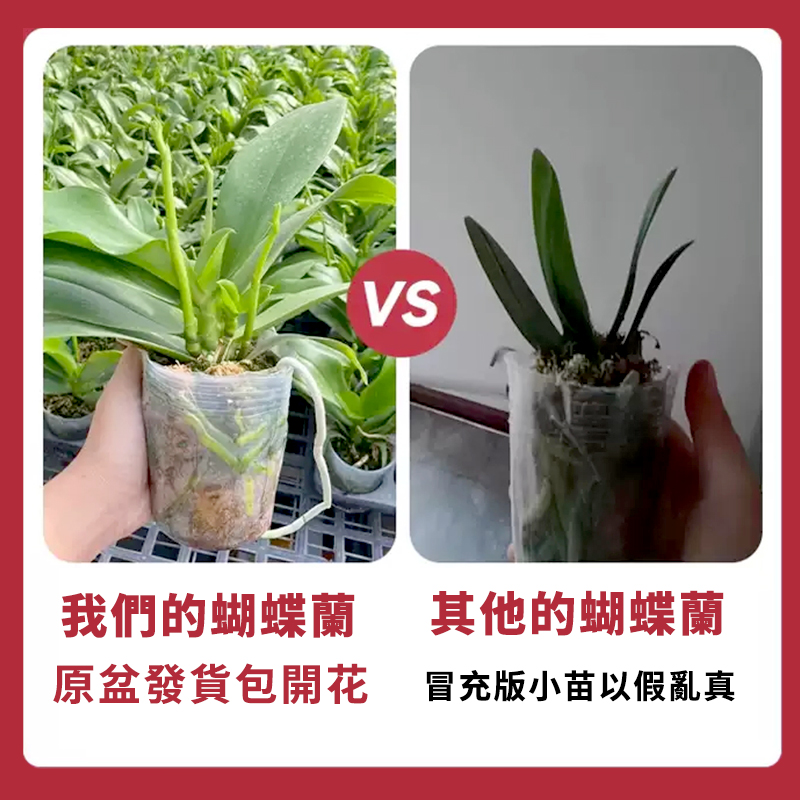 蝴蝶蘭盆栽帶花苞秋冬耐寒鲜花卉綠植物室内蘭花苗大易活四季开花