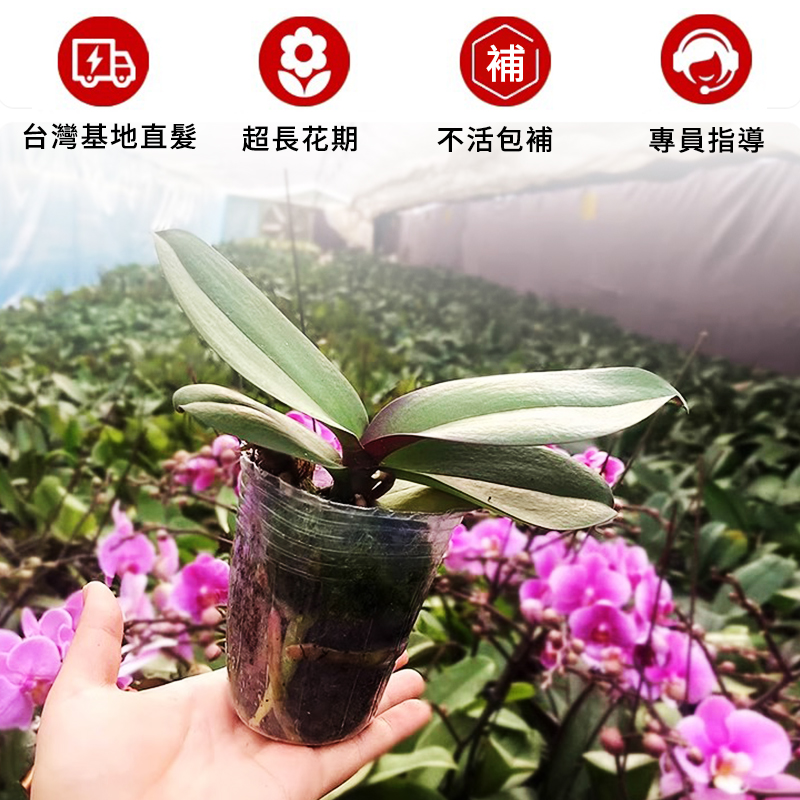 蝴蝶蘭盆栽帶花苞秋冬耐寒鲜花卉綠植物室内蘭花苗大易活四季开花