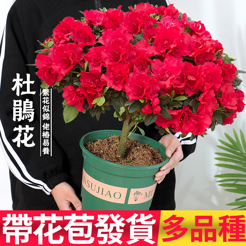 杜鹃花盆栽花卉植物室内阳台四季开花鲜花带花苞树苗绿植好养易活
