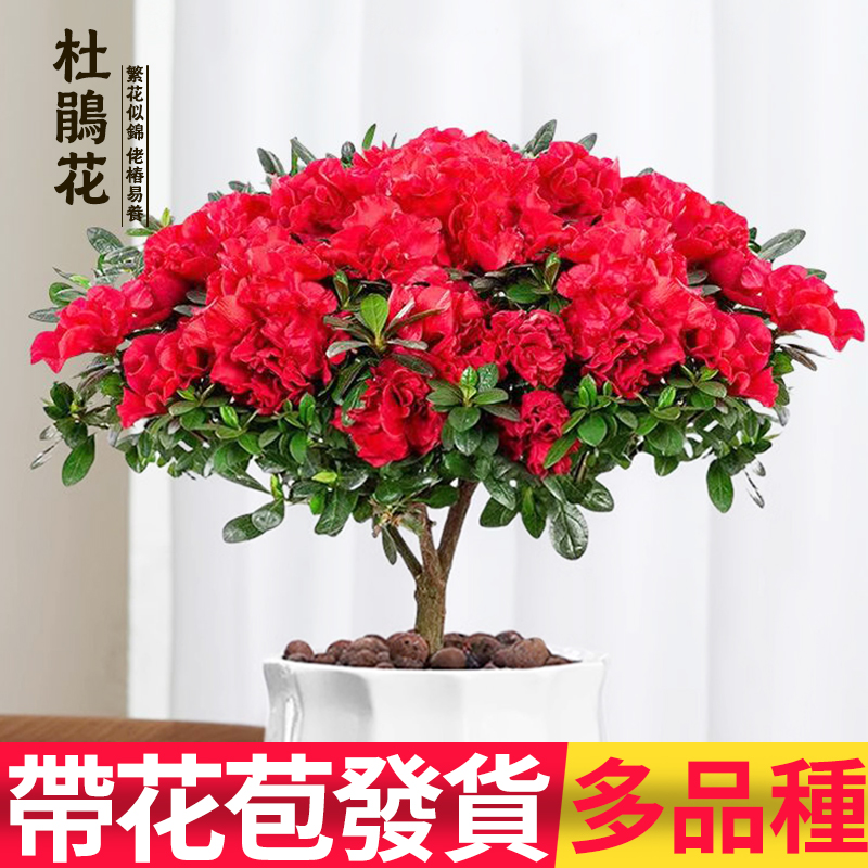 杜鹃花盆栽花卉植物室内阳台四季开花鲜花带花苞树苗绿植好养易活