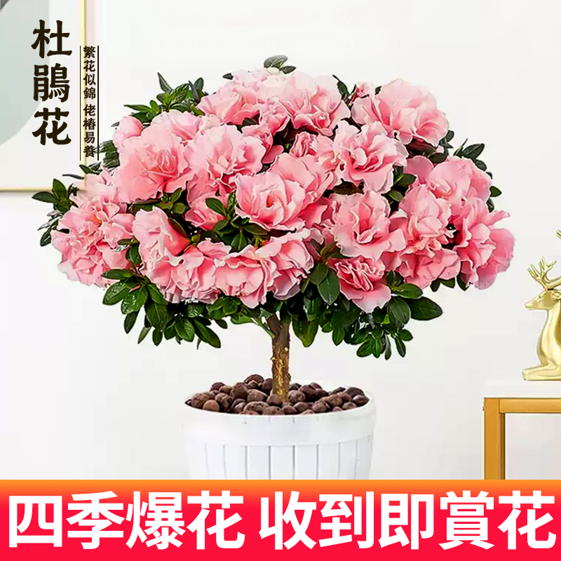 杜鹃花盆栽花卉植物室内阳台四季开花鲜花带花苞树苗绿植好养易活