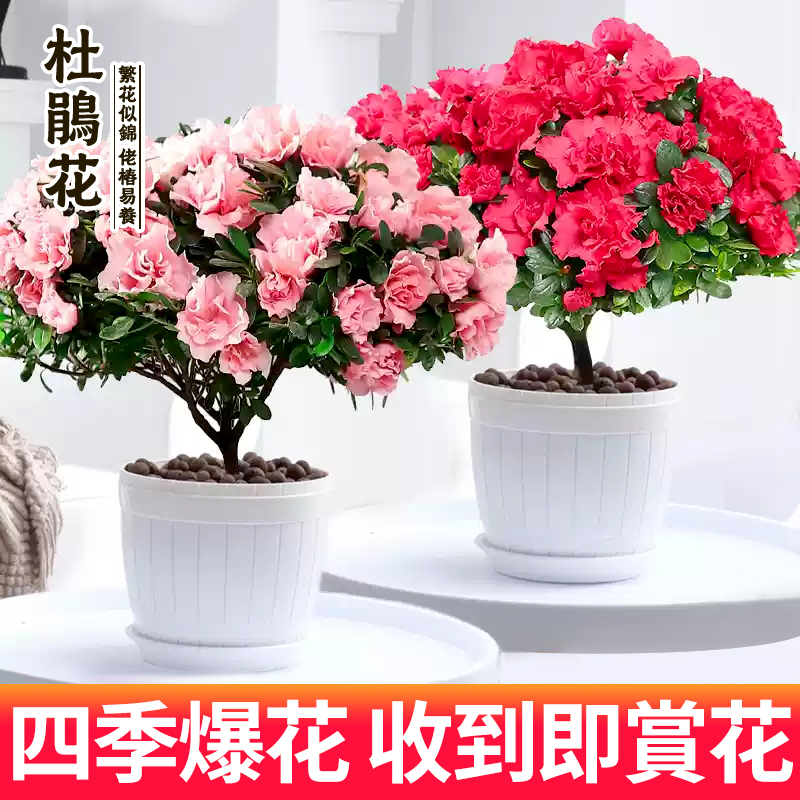 杜鹃花盆栽花卉植物室内阳台四季开花鲜花带花苞树苗绿植好养易活
