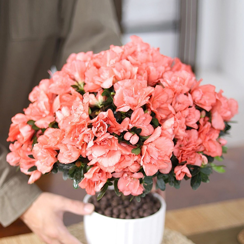 杜鹃花盆栽花卉植物室内阳台四季开花鲜花带花苞树苗绿植好养易活