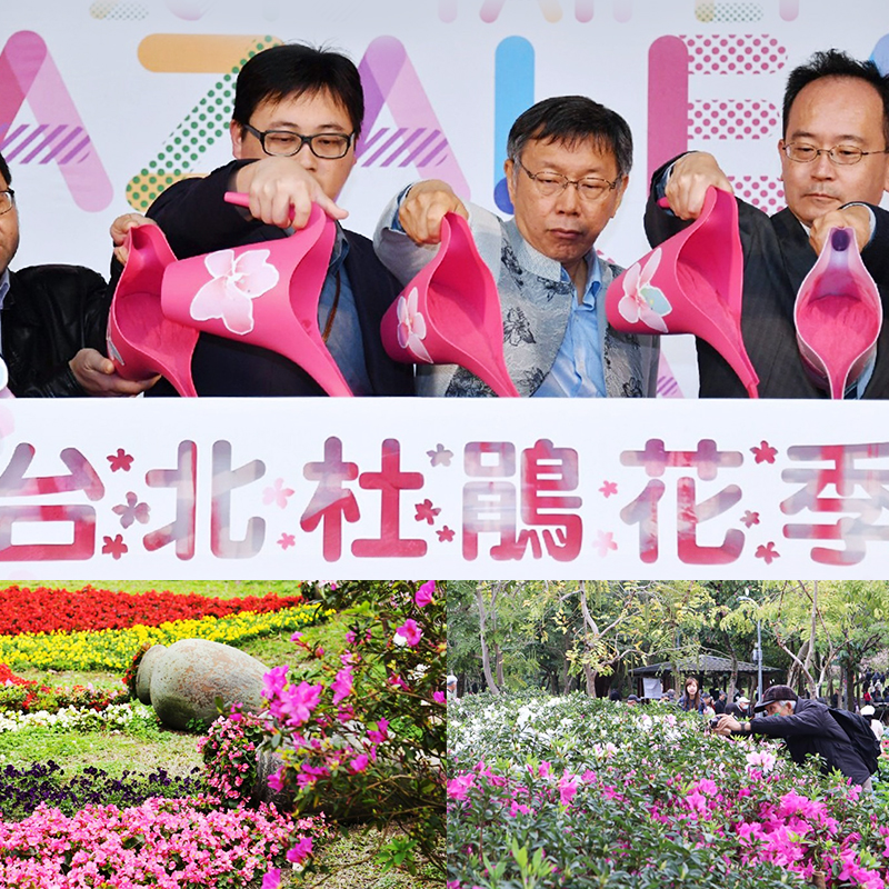 杜鹃花盆栽花卉植物室内阳台四季开花鲜花带花苞树苗绿植好养易活