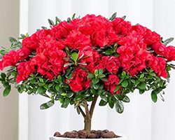 杜鹃花盆栽花卉植物室内阳台四季开花鲜花带花苞树苗绿植好养易活